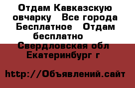 Отдам Кавказскую овчарку - Все города Бесплатное » Отдам бесплатно   . Свердловская обл.,Екатеринбург г.